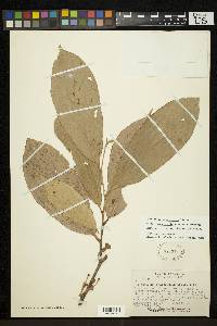 Quararibea stenophylla image