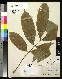Talisia hexaphylla image
