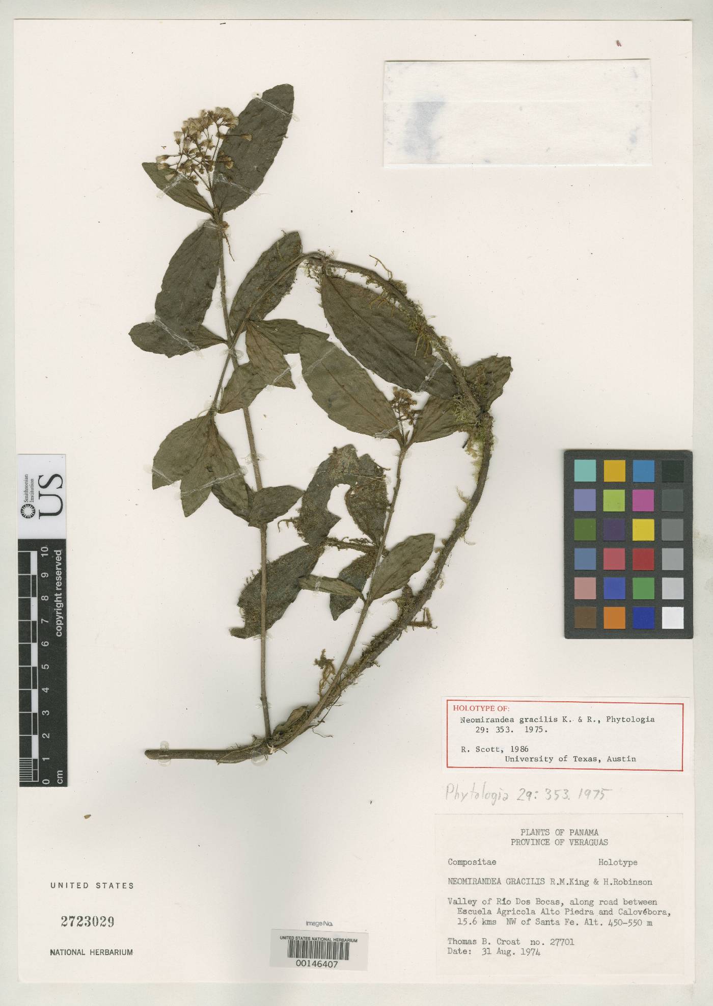 Neomirandea gracilis image