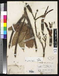 Gyranthera darienensis image