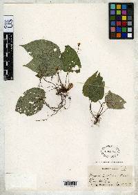 Begonia carletonii image